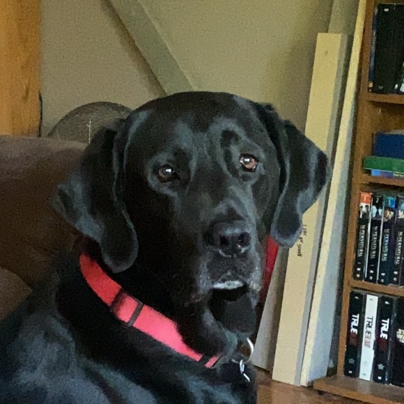 grneyedshadow